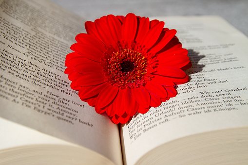 פרח אדום וספר